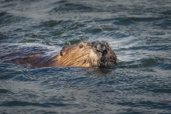 A stock photo of a beaver