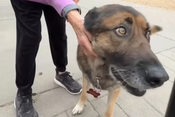 German Shepherd