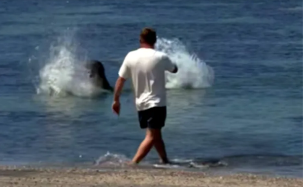 Igor Mykhaylovych Lytvynchuk caught on camera allegedly throwing a rock at a seal in Hawaii on May 5, 2026.