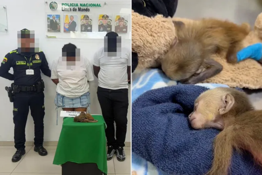 Two people arrested in Colombia ; two white-faced capuchins seized in connection with attempted smuggling.