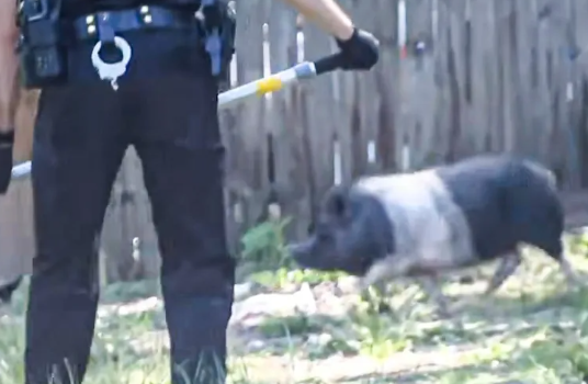 Over 50 pigs found at Pennsylvania home after neighbors complain about rat infestation.