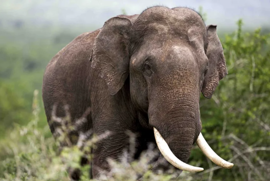 Stock photo of elephant.